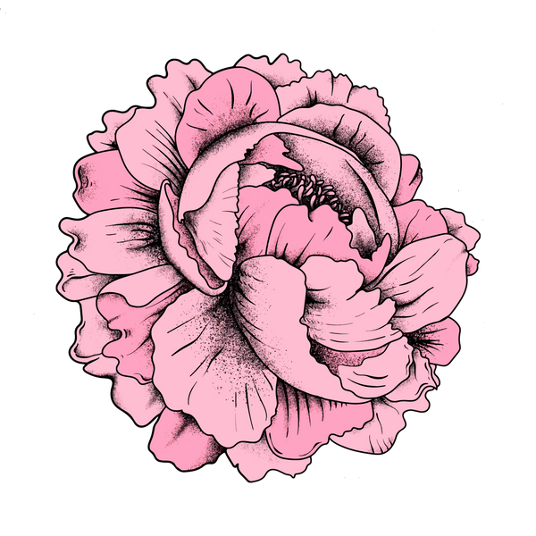 Rosa Blume 